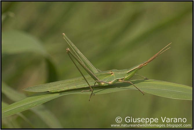 Pyrgomorpha da identificare